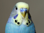 billy budgie - proudly owned by my sister and ivan :)