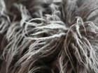one of the cushions on the new sofa, shaggy and...